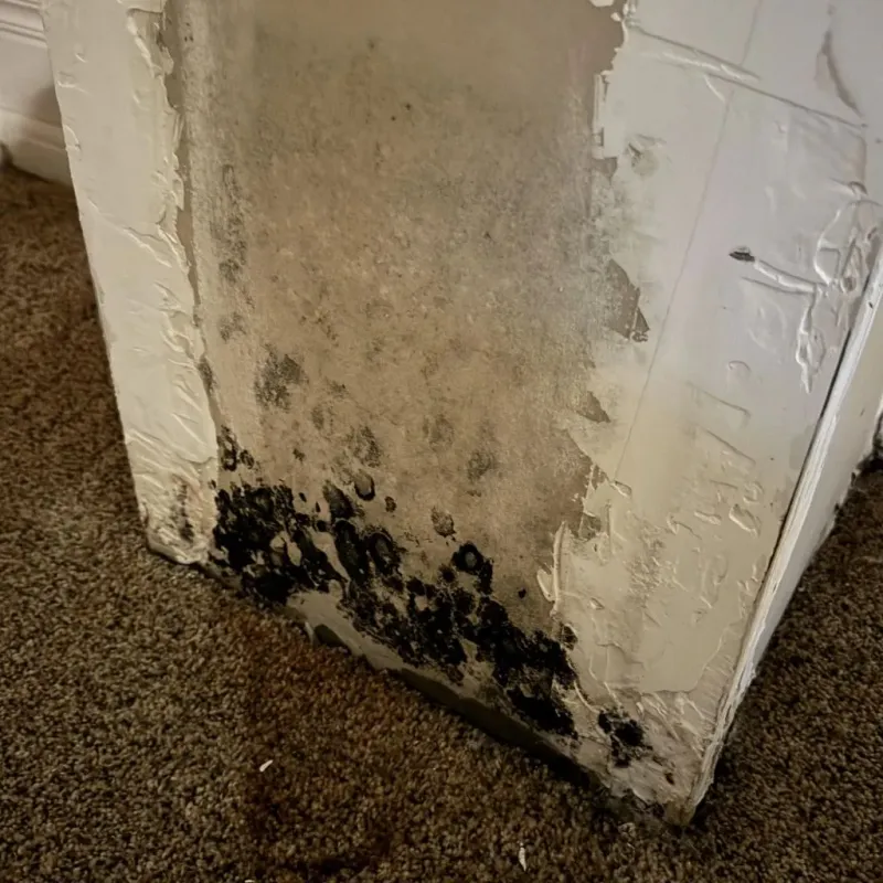 Professional Mold Removal in Orinda, CA